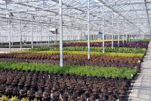 Wyevale Nurseries
